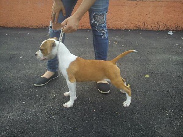 Hacienda´s Tomoe Gozen | American Staffordshire Terrier 
