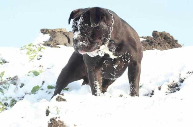 Ironhand's Zeus | Olde English Bulldogge 