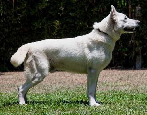 ZEUS MEMPHIS KANN SCHIMMEPFENG | White Swiss Shepherd Dog 