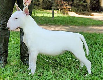 Lara Croft Sétima Dinastia | Bull Terrier 