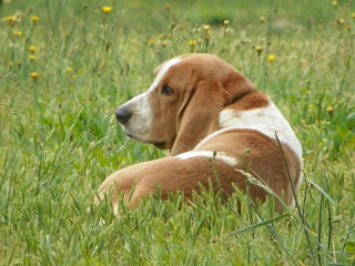 Peter Pan Janzen | Basset Hound 