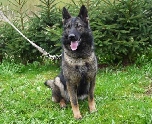 Xira Kateko | German Shepherd Dog 