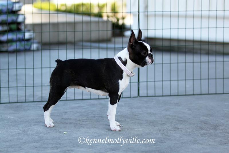 Heureka Beauty Gremlins | Boston Terrier 