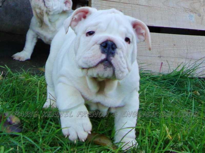 INDIGO BOY KIPARIS | Bulldog 