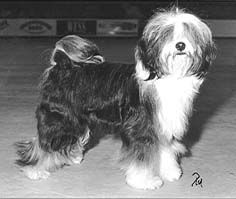 A-MAS MIG-SMAN | Tibetan Terrier 