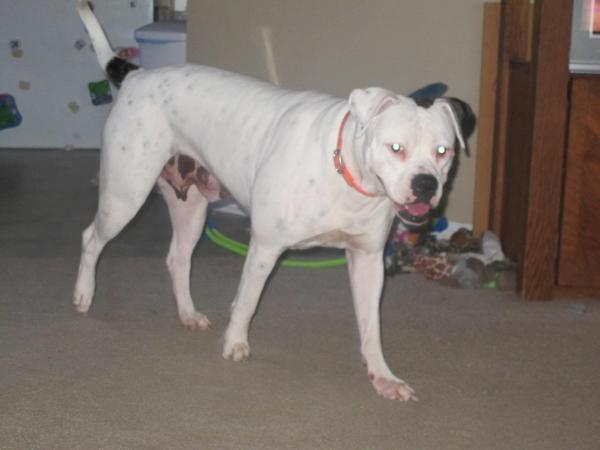 Thomas' Cleapatra | American Bulldog 