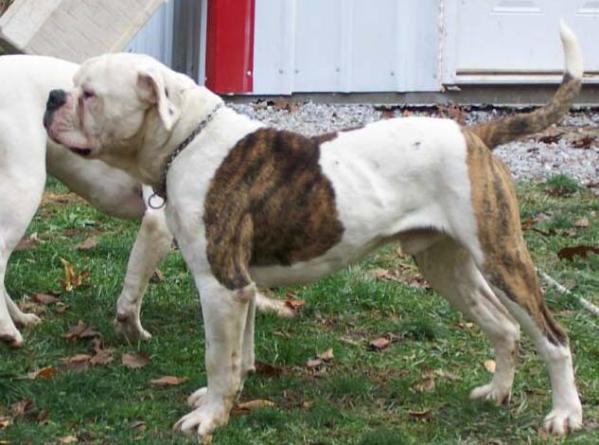 Ryder's Cowboy of Isaacs PH-0.46/0.54 | American Bulldog 