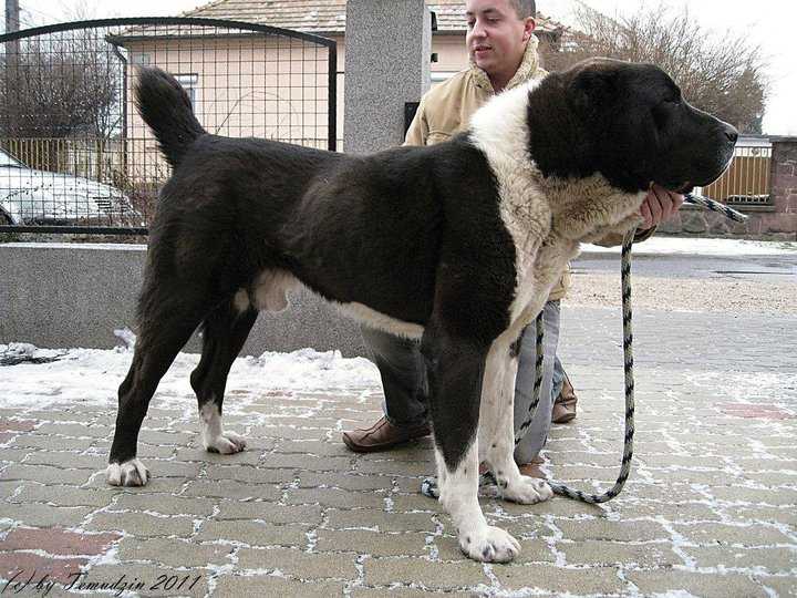 I-Bayrak | Central Asian Shepherd Dog 