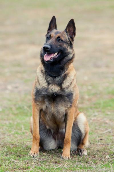 Ulfa | Belgian Malinois 