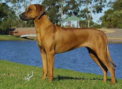 RIGINAL HOT N DUSTY | Rhodesian Ridgeback 