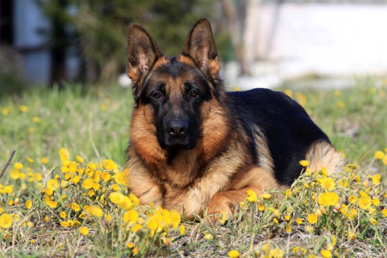 Rendoll Zoran | German Shepherd Dog 