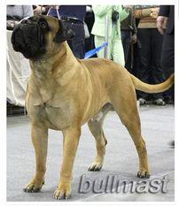 Golden Uelsi Viva Todes | Bullmastiff 