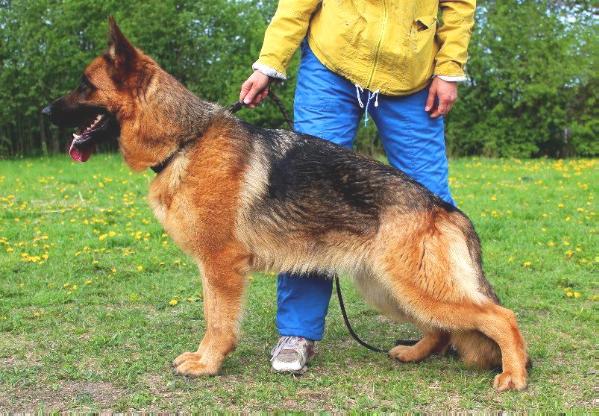 Kareliya land matoki | German Shepherd Dog 