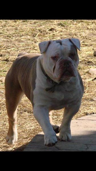 Hellrazzor's Remo | Olde English Bulldogge 