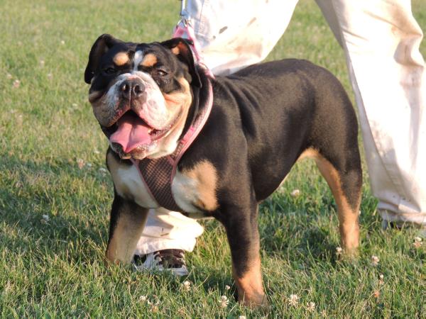 Freed's Cokena | Olde English Bulldogge 