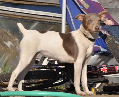 Hall's Pearly Girl | Rat Terrier 