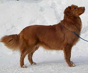 Decoymans Piper Roxane | Nova Scotia Duck Tolling Retriever 