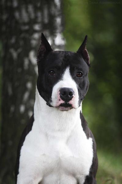 Asti Dog Haus Action Tarastaff | American Staffordshire Terrier 