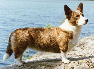 Cardax Nadja | Cardigan Welsh Corgi 