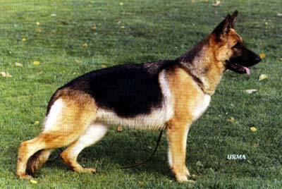 Isabell von Bewie | German Shepherd Dog 