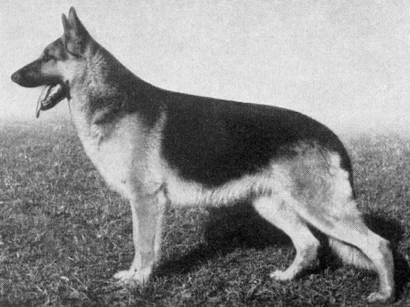 Hardt vom Stüveschacht | German Shepherd Dog 