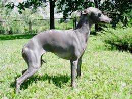 CORAZON PUSTYNNY WIATR | Italian Greyhound 