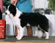 Delbonita Riogy Didge | Border Collie 