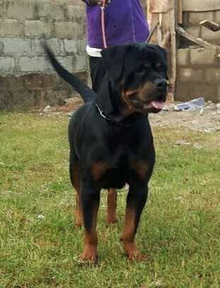 KINGKUNG OF HYBRID KENNEL | Rottweiler 