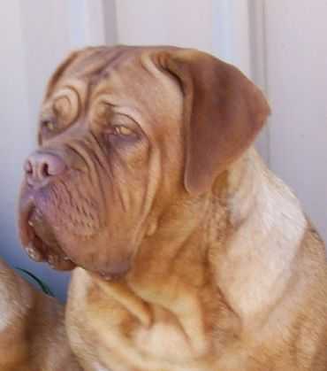 Atsamanies Missys Trouble | Dogue de Bordeaux 