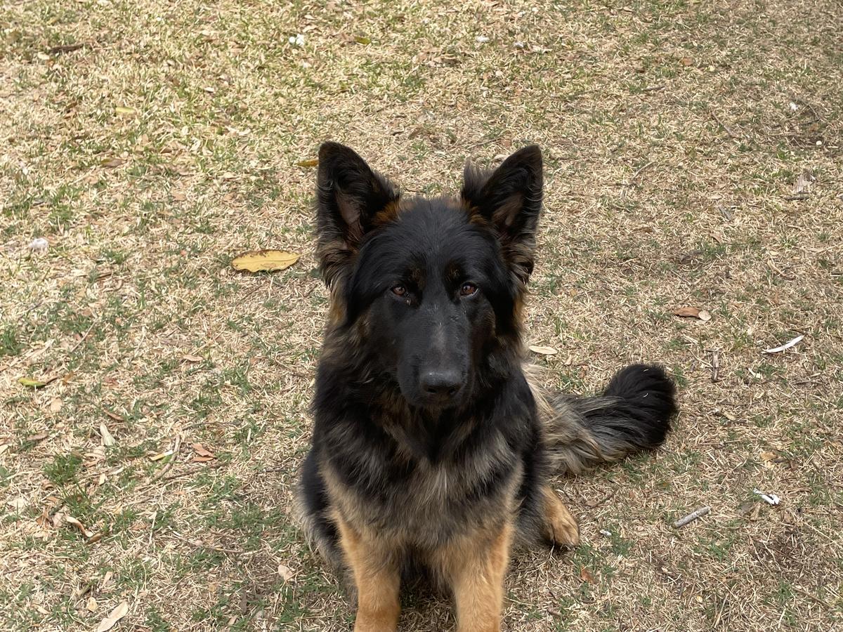 Mina Ecgs | German Shepherd Dog 