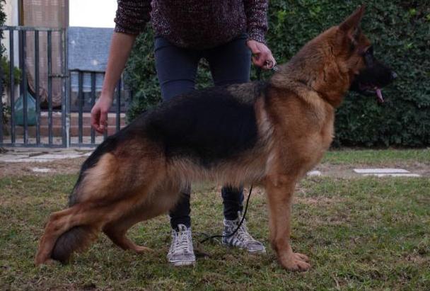 Chicca di Rosacambra | German Shepherd Dog 