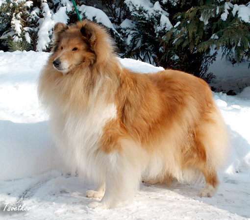 Old Golden Gates Quintessence | Rough Collie 