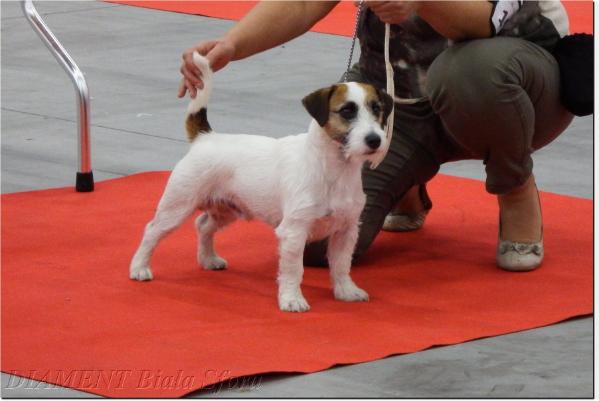 DIAMENT Biala Sfora | Jack Russell Terrier 