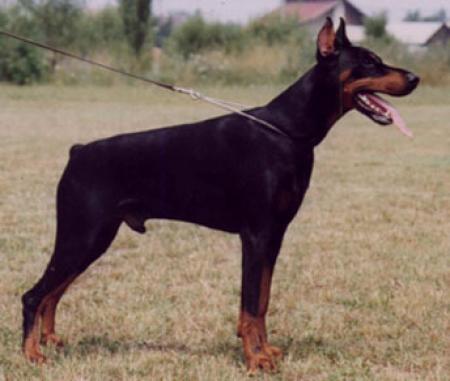 Tahi-Réme Porthos Nico | Black Doberman Pinscher