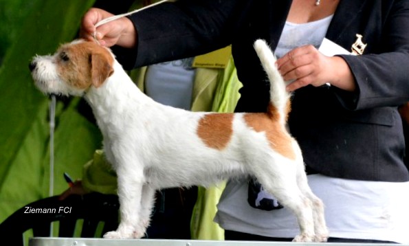 DEBI Obornicki Nornik | Jack Russell Terrier 