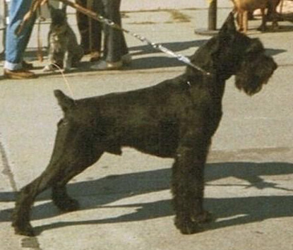 Terrek vom Teufelshof | Giant Schnauzer 