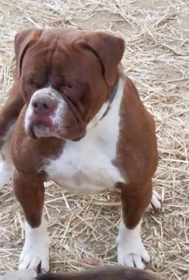 XSB's DIMEBAGGE | Olde English Bulldogge 