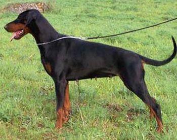 Dinico Brinna Brielle | Black Doberman Pinscher