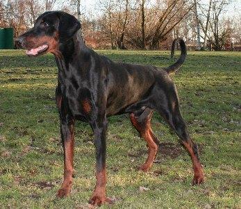 Biscayo v. Altamira | Black Doberman Pinscher