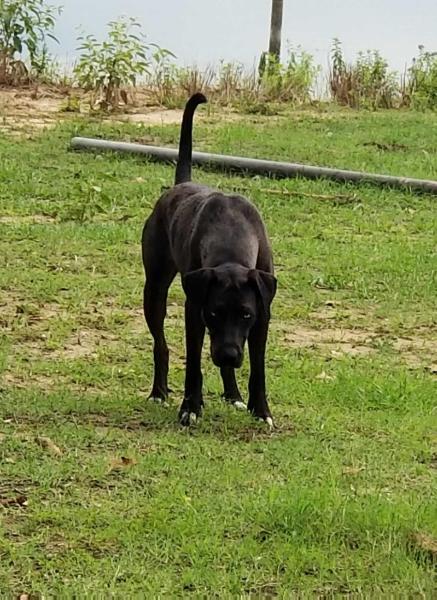 Opals Hope | Catahoula Leopard Dog 