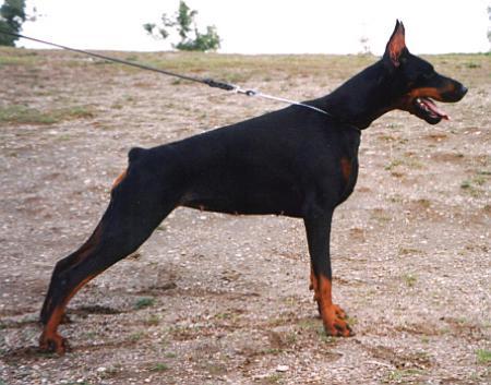 Sant Kreal Zabava | Black Doberman Pinscher