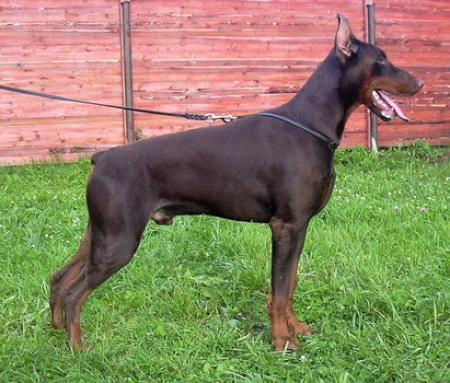 Sant Kreal Bronzovy Budda | Brown Doberman Pinscher