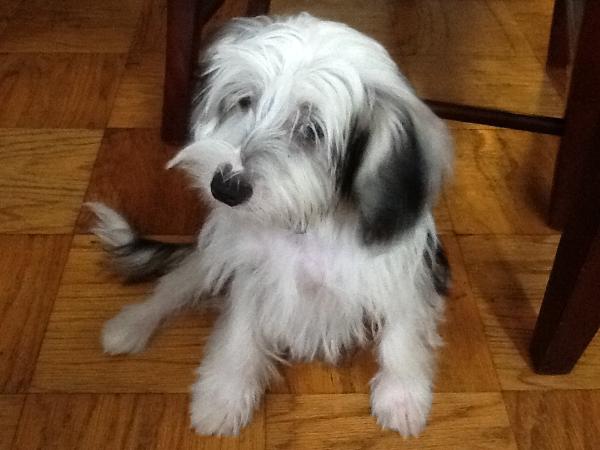 Blue Panzarino | Chinese Crested 