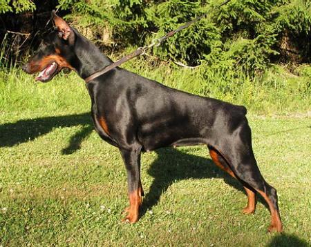 Sant Kreal Tayna | Black Doberman Pinscher