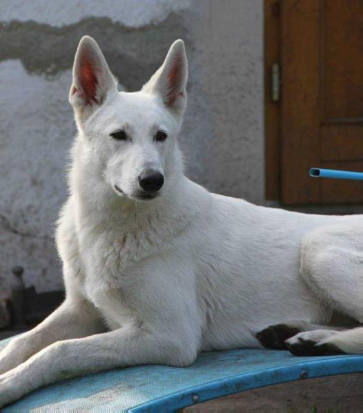 Snowpatrols Hej Halla | White Swiss Shepherd Dog 