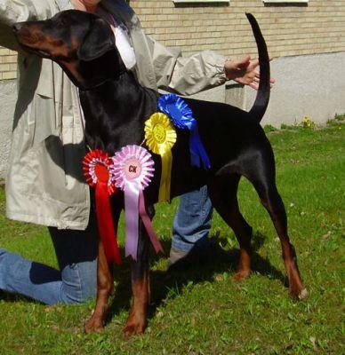 Dobalistic's Bogoria | Black Doberman Pinscher