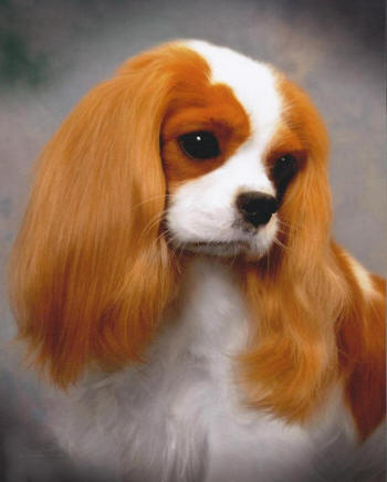 Countrymanor Dakota Dawn | Cavalier King Charles Spaniel 