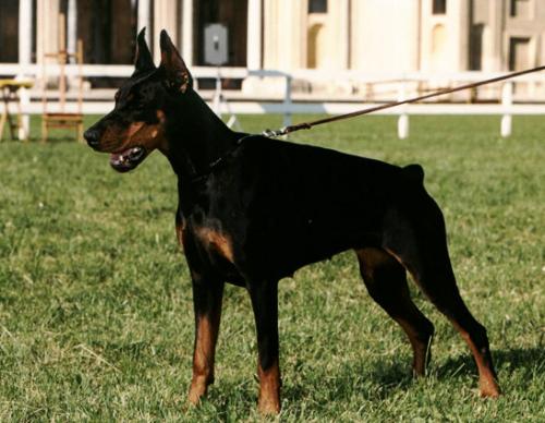 Ursula Del Rio Bianco | Black Doberman Pinscher