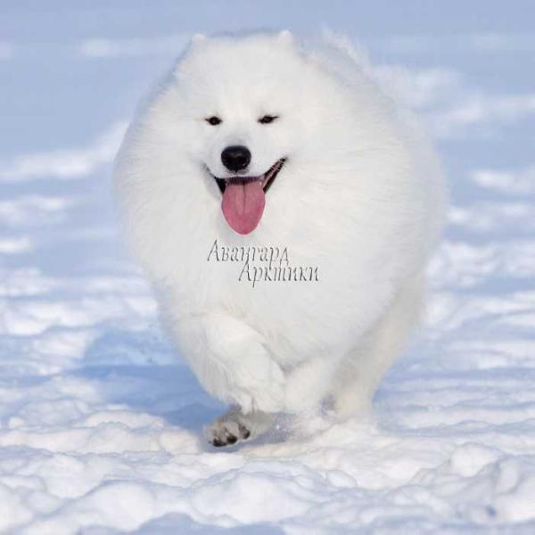 Avangard Arctic Big Boss | Samoyed 