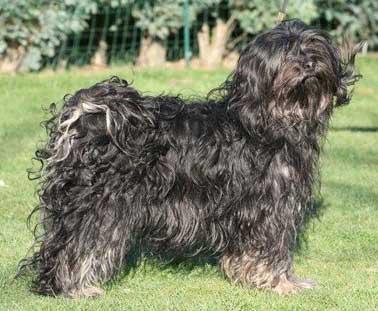 HA-NA HO-NI MING-MA LAMLEH VON DER LOBENBREITE | Tibetan Terrier 